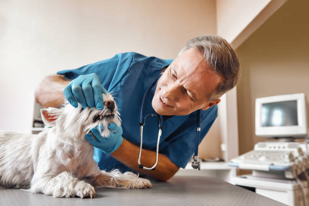 Best 24-Hour Emergency Dental Care in South San Jose Hills, CA